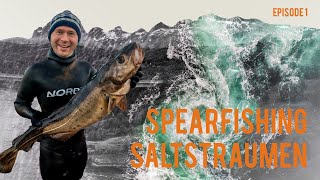 Spearfishing in Saltstraumen  The Strongest Tidal Stream in the World  Ep 1 [upl. by Eirehs]