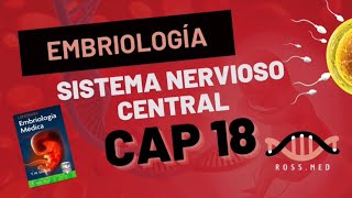 CAP 18SISTEMA NERVIOSO CENTRALEMBRIOLOGÍA MÉDICA DE LANGMANRESUMENPODCASTAUDIO [upl. by Malcolm781]