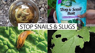 How to control snails amp slugs in your garden  5 EZ organic methods [upl. by Atims362]