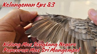 Kidang Mas Sengkang Negoro Pancoran Mas Sri Mangempel Kelangenan Eps 83 [upl. by Jazmin]