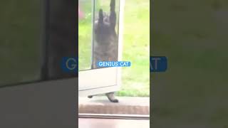 Mancoon Cat Opens Door For Himself  Best Cat Videos shortscatsfunny [upl. by Riatsila425]