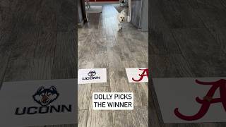 Dolly the Dog Predicts the Winner of Uconn vs Alabama dogshorts Final Four Prediction 🐶 [upl. by Alekehs]