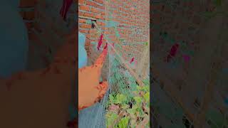 Part 2 squirrel 🐿️ se apne podho ko kese bachaye [upl. by Aidroc]