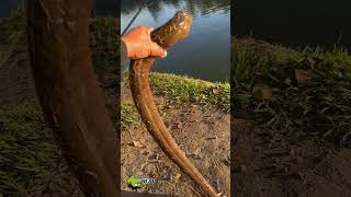 Como se chama esse bicho na sua região  pesca pescaria fish fisher animal cobra [upl. by Yerak123]