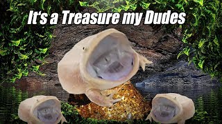 Wednesday is a Treasure my Dudes  Treasure [upl. by Lavotsirc]