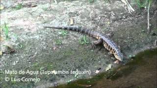 Mato de Agua  Tupinambis teguixin  Golden Tegu Lizard [upl. by Asirral]