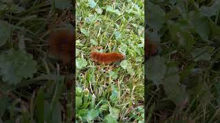 Can Woolly Worms really predict winter weather What do wooly worms grow into Fall or spring [upl. by Auka496]