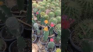 Grafting yellow cactus [upl. by Phelps616]