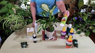 How and Why to Foliar Feed Houseplants [upl. by Skipper]