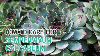 BEST TIPS  HOW TO CARE FOR SEMPERVIVUM CALCAREUM  CALCAREOUS HOUSELEEK CARE GUIDE [upl. by Anchie]