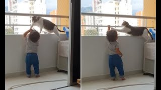 Protective cat stops toddler from climbing onto railings of balcony [upl. by Frazier]