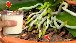 The Most Powerful Organic Fertilizer More Roots And Orchids Bloom Overnight [upl. by Bunker]