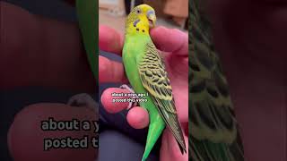 Гладить попугая по спине нельзя 🚫 You cant stroke a parrots back birds parakeet budgie parrot [upl. by Norrat828]