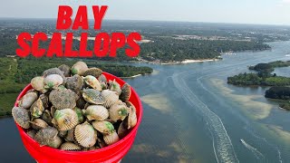 Scallops In Pasco County  Catch Clean Cook [upl. by Orville]