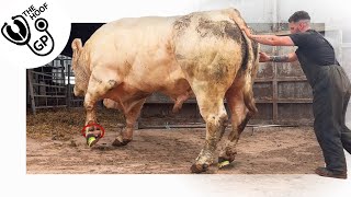 this BULL has a HUGE PROBLEM with his feet [upl. by Ashti]