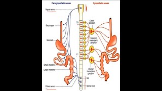 Innervation Both Intrinsic amp Extrinsic of GIT Gastrointestinal Tract [upl. by Karly]