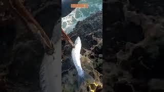 barracuda fishing fish [upl. by Lea]