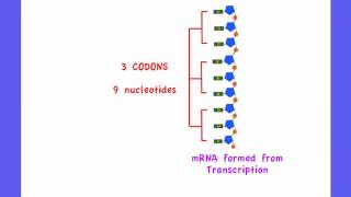 353 Describe the genetic code in terms of codons composed of triplets of bases [upl. by Niak]