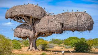 15 Most Amazing amp Largest Nests in The Animal World [upl. by Ileyan]