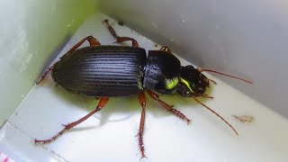 Pseudoophonus rufipes  De Geer 1774  Carabidae  Harpale du fraisier [upl. by Ceciley]