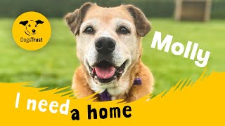 Molly the loveable Crossbreed  Dogs Trust Loughborough [upl. by Aicaca]