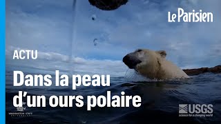 Réchauffement climatique  dans la peau dun ours blanc au Canada [upl. by Signe823]