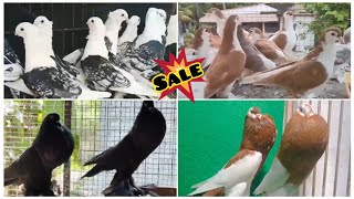 Fancy Kabootar Special  Fancy Pigeon Loft Indian Fantail  Kerala Fancy Kabootar [upl. by Evelyn327]