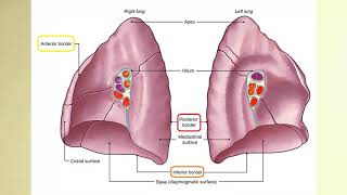 Akciğer Anatomisi Pulmones [upl. by Straus]