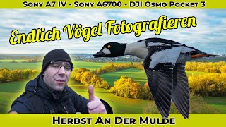 Endlich mal wieder Vögel Fotografieren  Fotowalk Morgens an der Mulde  A6700 und DJI Osmo Pocket 3 [upl. by Saw98]