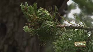 Restauración de Suelos Pinus Cembroides [upl. by Gnay]