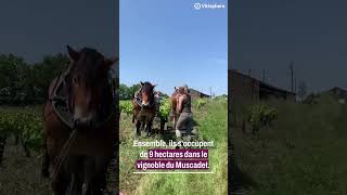 Trait en muscadet  Trait grand retour du cheval dans les vignes [upl. by Reine]