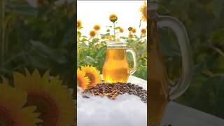 How to Make Fresh Sunflower Oil at Home agritech [upl. by Bertle]