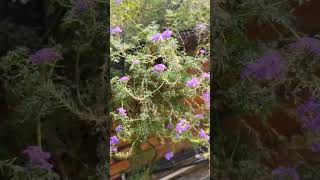 Moss vervain 💜 flowers garden plants beauty nature love luck [upl. by Attaynik]