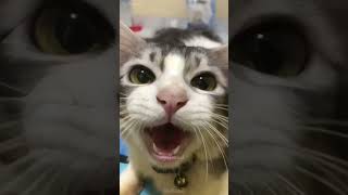 🤣😺 cat mycatchannel funny catchannel yourcat shortvideo pets catschannel yourpet [upl. by Negriv]