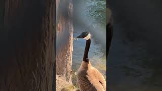 Canada goose hissing [upl. by Mikol]