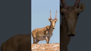 Saiga Antelope  Creatures Straight Out Of Star Wars shorts animals [upl. by Rifkin]