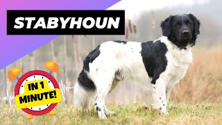 Stabyhoun  In 1 Minute 🐶 One Of The Rarest Dog Breeds In The World  1 Minute Animals [upl. by Jenei656]