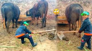 How to clean the place of buffaloes in winter  Cleaning animals in winter  adil charwaha [upl. by Arondel856]