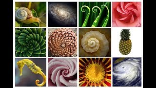 The AMAZING Fibonacci SpiralSequence  Extended Version [upl. by Euk]