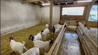 Boer Goats Burenziegen capra Kaza [upl. by Olocin]