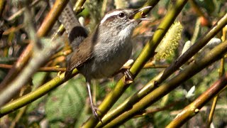 Bewicks wrens Call [upl. by Sarah]