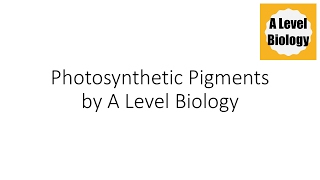 Photosynthetic Pigments  A Level Biology [upl. by Neyuq659]