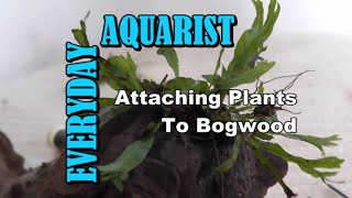 How To Attach Plants To Driftwood amp Bogwood [upl. by Westberg]