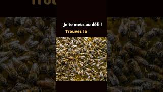 Comment reconnaître la reine des abeilles  apiculture [upl. by Mou]