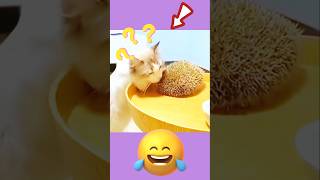 Fuuny😂😂  shorts cat youtubeshorts trending funnypet funny CutePets [upl. by Sheeb288]