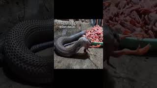 Omg feeding a cobra snakehow dangerous youtubeshorts animal animallover [upl. by Yerag]