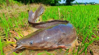 Best amazing fishing catch a lot of fish in the field near the village by hand a fisherman skills [upl. by Divadnahtanoj743]