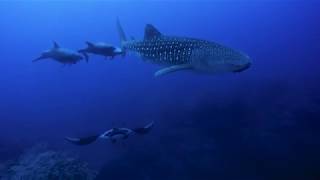 Scuba Diving The Revillagigedo Islands Socorro in Mexico December  Quino El Guardian [upl. by Reiche245]