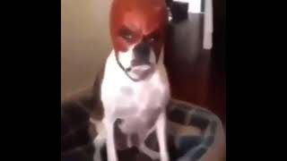 dog with daredevil mask meme tiktok [upl. by Herwig]