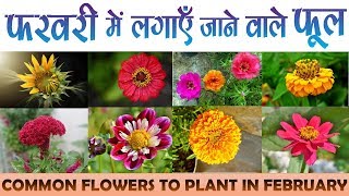 Flowers for February II Common Flowers to Plant in February II फरवरी में लगने वाले फूल gardening [upl. by Lerraf]